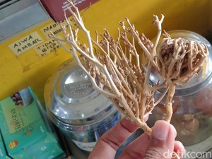 Mengenal Rumput Fatimah yang Viral Dikaitkan dengan Janin Meninggal