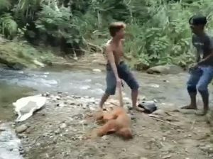 Penyiksa Satwa Langka Simpai di Sumbar Ditangkap!