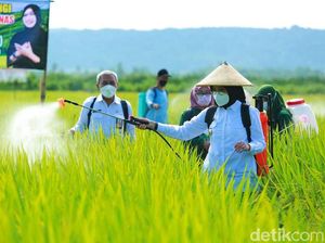 Masuk Musim Tanam, Stok Benih dan Pupuk Subsidi di Banyuwangi Aman