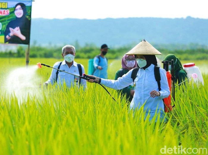 Banyuwangi bersiap memasuki musim tanam pada April 2021. Berdasar hitungan pemerintah, stok benih dan pupuk subsidi dipastikan aman untuk mencukupi kebutuhan petani.