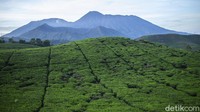 Begini suasana pagi di kampung Cikoneng, Bogor, Senin (29/3/2021). Kampung yang mayoritas pekerja kebun teh ini memiliki pemandangan yang sejuk kala pagi.