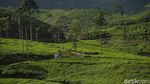 Terpesona Melihat Pemandangan di Kaki Gunung Kencana Bogor