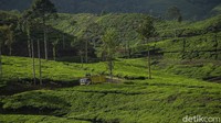 Truk menjadi andalan transportasi di lokasi ini. Desa Tugu Utara ini dikelilingi pegunungan yang asri dan tempat lahan perkebunan sayur dan teh.