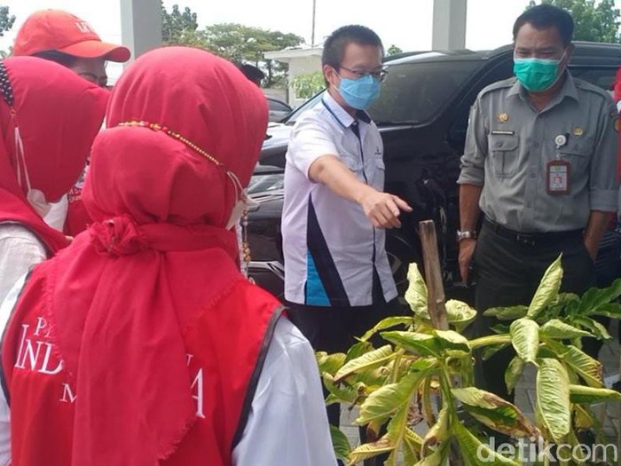 Di Kabupaten Madiun yang menjadi sentra porang Indonesia sudah ada pabrik. Saat ini, kebutuhan porang meningkat namun pasokan masih kurang.