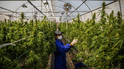 Ini Dia Produk Makanan dan Minuman dari Ganja di Thailand