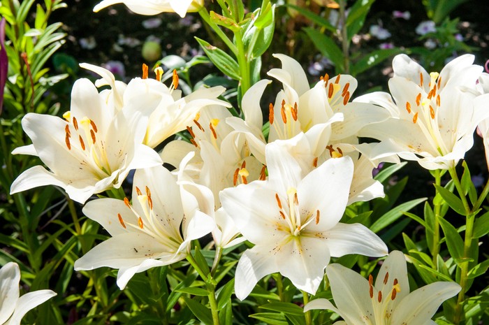 Tanaman hias bunga lili plant of flowering white liliesplant of flowering white lilies