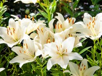 10 Tanaman Hias untuk Ruangan Indoor yang Populer dan Mudah Dirawat