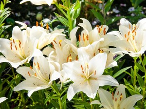 Lebaran 2021, Bikin Rumah Cantik dengan 5 Tanaman Hias Bunga Ini