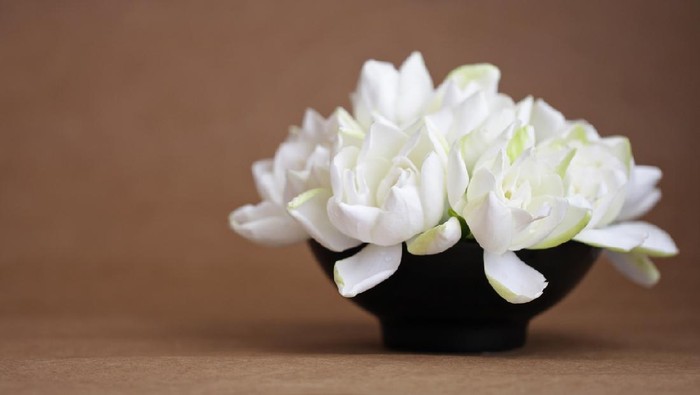 8 Tanaman Hias yang Bikin Rumah Wangi dan Segar, Ada Lavender-Melati