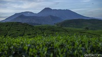 Pesona kebun teh dan pemandangan Gunung Gede Pangrango membuat betah berlama-lama sekedar melapas penat walau pademi belum usai sepenuhnya. Sajian pesona perkebunan teh ini dapat kita nikmati di desa Tugu Utara, Kab Bogor, Jawa Barat,
