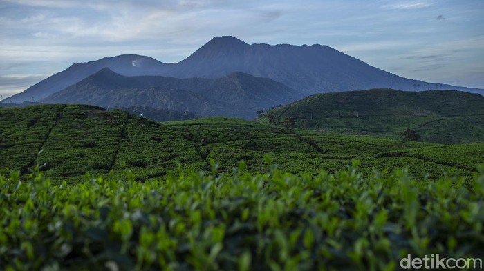 Terpesona Melihat Pemandangan di Kaki Gunung Kencana Bogor Pesona kebun teh dan pemandangan Gunung Gede Pangrango membuat betah berlama-lama sekedar melapas penat walau pademi belum usai sepenuhnya.