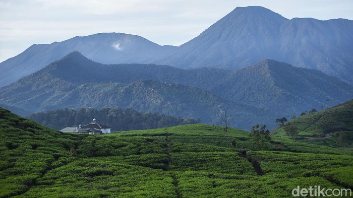 Pesona kebun teh dan pemandangan Gunung Gede Pangrango membuat betah berlama-lama sekedar melapas penat walau pademi belum usai sepenuhnya.