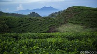 Hamparan kebun teh tersaji indah dengan latar Gunung Salak yang menyembul tipis.