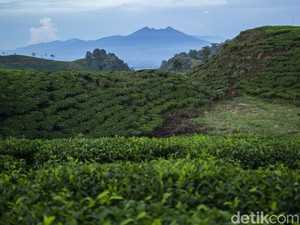 Panorama Mempesona Gunung Kencana Bogor, Modal Bikin Bus AKAP