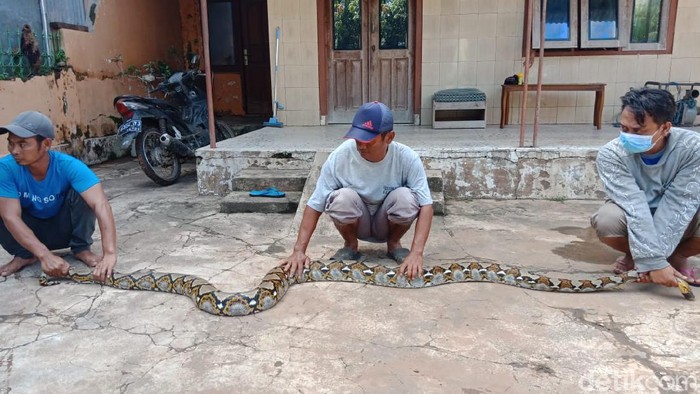 Seekor ular sanca kembang masuk ke permukiman penduduk di Desa Betek, Kecamatan Mojoagung, Jombang karena terbawa banjir. Ular sepanjang 4 meter sebetis orang dewasa ini sempat membuat panik warga setempat.