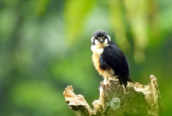 Burung itu ditemukan pada akhir Maret lalu. Ia menjelaskan, sepasang alap-alap capung itu didapatkan saat berada di lereng hutan, saat pagi hari. (Foto: Bernard T/Istimewa) Burung itu ditemukan pada akhir Maret lalu. Ia menjelaskan, sepasang alap-alap capung itu didapatkan saat berada di lereng hutan, saat pagi hari. (Foto: Bernard T/Istimewa)