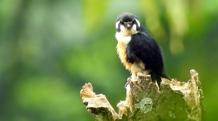 Alap-alap capung atau burung terkecil di dunia dari keluarga Falcon ditemukan oleh tim Sanggabuana Wildlife Expedition di Pegunungan Sanggabuana, Karawang. Nama ilmiahnya adalah Microhierax fringillarius,