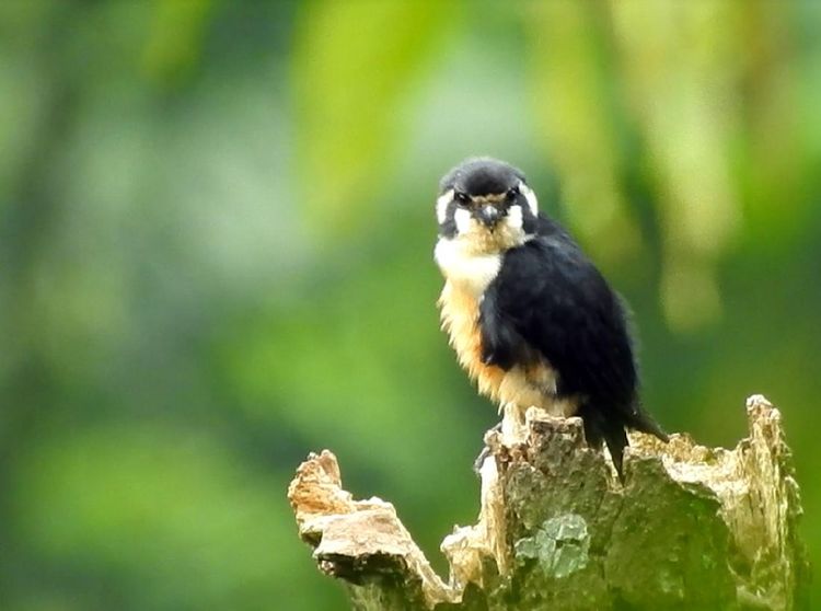 Alap-Alap Terkecil Dunia Ditemukan di Pegunungan Sanggabuana