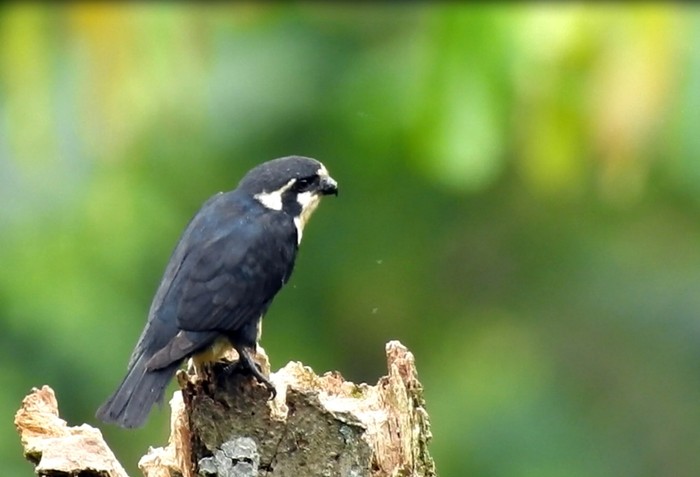 Alap Alap Terkecil Di Dunia Ditemukan Di Pegunungan Sanggabuana Karawang Alap-alap capung atau burung terkecil di dunia dari keluarga Falcon ditemukan oleh tim Sanggabuana Wildlife Expedition di Pegunungan Sanggabuana, Karawang. Nama ilmiahnya adalah Microhierax fringillarius,