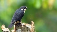 Koordinator Sanggabuana Wildlife Expedition, Bernard T Wahyu Wiryanta, mengungkapkan, penemuan itu didapatkan saat mendata sebaran burung di Pegunungan Sanggabuana bersama tim BDB Indonesia. Foto: (Bernard T/Istimewa)