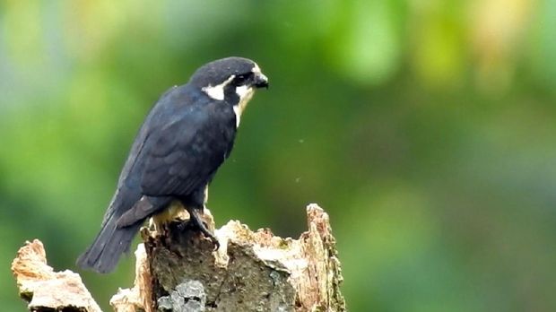 Alap-alap capung atau burung terkecil di dunia dari keluarga Falcon ditemukan oleh tim Sanggabuana Wildlife Expedition di Pegunungan Sanggabuana, Karawang. Nama ilmiahnya adalah Microhierax fringillarius,