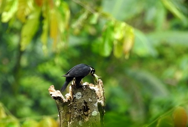 Alap-alap itu baru membuat sarang untuk anak yang baru menetas. Sesuai namanya, alap-alap capung memangsa serangga seperti capung, kupu, kumbang, juga tongkeret untuk makanannya. Ukuran Alap-Alap Capung ini tidak lebih dari 15 cm, sebuah ukuran yang sangat kecil untuk ukuran burung falcon atau carnivora, hingga disebut alap-alap terkecil. (Foto Istimewa/Bernard T) Alap-alap itu baru membuat sarang untuk anak yang baru menetas. Sesuai namanya, alap-alap capung memangsa serangga seperti capung, kupu, kumbang, juga tongkeret untuk makanannya. Ukuran Alap-Alap Capung ini tidak lebih dari 15 cm, sebuah ukuran yang sangat kecil untuk ukuran burung falcon atau carnivora, hingga disebut alap-alap terkecil. (Foto Istimewa/Bernard T)