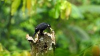 Alap-alap itu baru membuat sarang untuk anak yang baru menetas. Sesuai namanya, alap-alap capung memangsa serangga seperti capung, kupu, kumbang, juga tongkeret untuk makanannya. Ukuran Alap-Alap Capung ini tidak lebih dari 15 cm, sebuah ukuran yang sangat kecil untuk ukuran burung falcon atau carnivora, hingga disebut alap-alap terkecil. (Foto Istimewa/Bernard T)