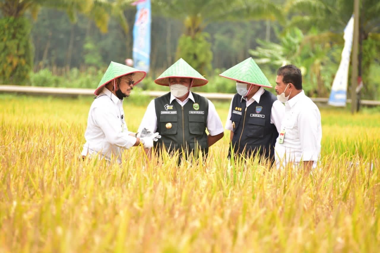 Menteri Pertanian Syahrul Yasin Limpo terus mengawal panen raya padi dan gerakan serap gabah petani di seluruh daerah.