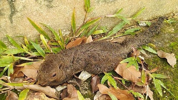 Suara ledakan terdengar di depan Mapolres Pangkalpinang, Provinsi Bangka Belitung (Babel). Bunyi ledakan itu sempat menggegerkan warga yang melintas di kawasan tersebut. Suara ledakan disebabkan tupai masuk ke dalam gardu PLN.