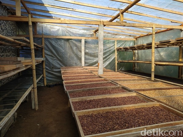 Di Dusun ini, pengunjung bisa melihat kebun, panen kopi, belajar pengolahan kopi secara baik hingga bisa mencicipi seduhan kopi arabika. Kopi arabika yang ada di dusun ini terbilang istimewa sekali. (Foto: Eko Susanto/detikcom) Di Dusun ini, pengunjung bisa melihat kebun, panen kopi, belajar pengolahan kopi secara baik hingga bisa mencicipi seduhan kopi arabika. Kopi arabika yang ada di dusun ini terbilang istimewa sekali. (Foto: Eko Susanto/detikcom)