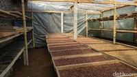Di Dusun ini, pengunjung bisa melihat kebun, panen kopi, belajar pengolahan kopi secara baik hingga bisa mencicipi seduhan kopi arabika. Kopi arabika yang ada di dusun ini terbilang istimewa sekali. (Foto: Eko Susanto/detikcom)