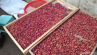 Dusun Pengkol, Desa Ngawongo, melihat potensi budidaya kopi arabika. Selain itu, pengunjung bisa belajar tentang kopi di dusun tersebut. Lokasi ini persisnya berada di lereng Gunung Sumbing. (Foto: Eko Susanto/detikcom)