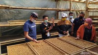 Pegiat kopi Dusun Pengkol, Rinto mengatakan, tanaman kopi ditanam pada tahun 2012 untuk mengurangi tanaman tembakau. Saat itu, kopi yang ditanam petani berkisar 70 ribu pohon. Kemudian, sekarang yang telah berproduksi sekitar 25 ribu hingga 30 ribu pohon. (Foto: Eko Susanto/detikcom)