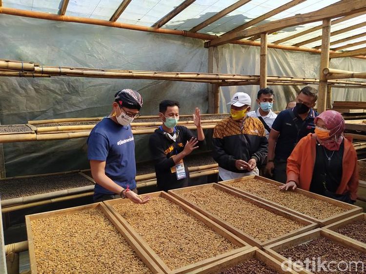 Foto: Sandiaga Berguru Pengolahan Kopi di Lereng Sumbing