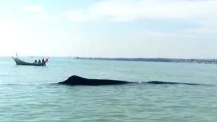 Paus Terdampar di Laut Tuban