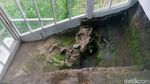 Penampakan Fosil Gajah Berusia Jutaan Tahun di Kudus
