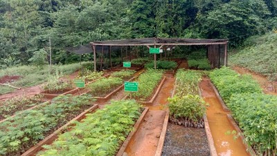 Potret Penghijauan Dibekas Area Tambang