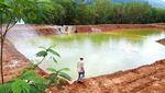Potret Penghijauan Dibekas Area Tambang