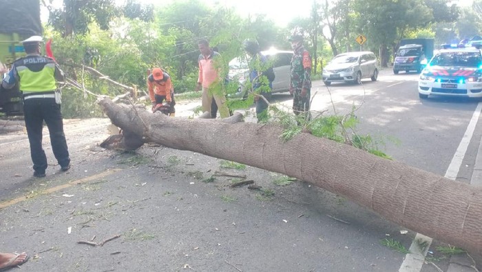 Pohon Tumbang Timpa Mobil di Pantura Situbondo, Satu Penumpang Dibawa ke RS