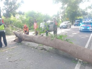 Pohon Tumbang Timpa Mobil di Pantura Situbondo, Satu Penumpang Dibawa ke RS
