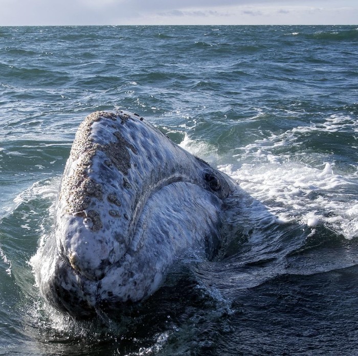 A gray whales is seen at Ojo de Liebre Lagoon in Guerrero Negro, Baja California Sur state, Mexico on March 27, 2021. - A reduction of contagions from COVID-19 has boosted whale watching tourism in Mexico. Each year hundreds of North Gray Whales travel thousands of miles from Alaska to the Baja California Peninsula breeding lagoons, part of El Vizcaino Gray Whale Sanctuary, a  biosphere reserve and UNESCO World Heritage. (Photo by Guillermo Arias / AFP)