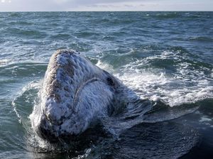 Dikira Sudah Punah, Paus Abu-Abu Terlihat di Lepas Pantai Massachusetts