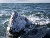 Dikira Sudah Punah, Paus Abu-Abu Terlihat di Lepas Pantai Massachusetts