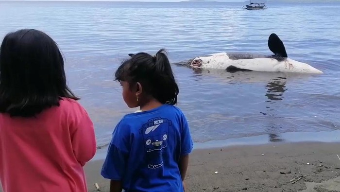 Seekor paus pembunuh, orca ditemukan mati terdampar di Perairan Pantai Bangsring, Banyuwangi. Temuan ini langsung dilaporkan ke Satpolairud Polresta Banyuwangi.