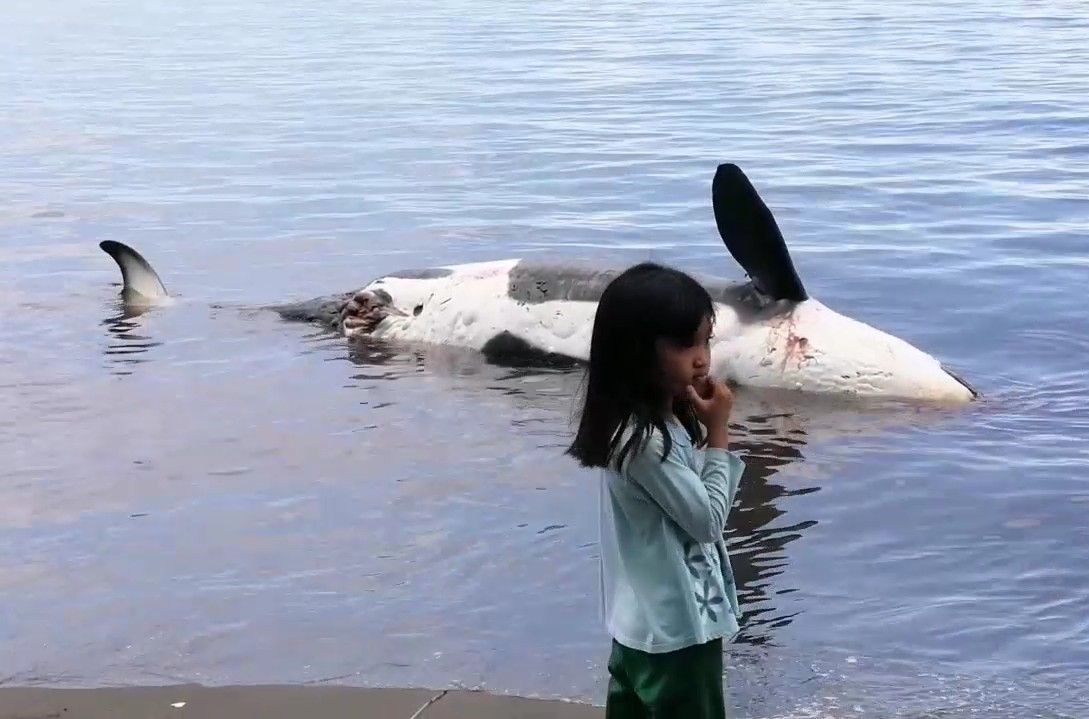 Seekor paus pembunuh, orca ditemukan mati terdampar di Perairan Pantai Bangsring, Banyuwangi. Temuan ini langsung dilaporkan ke Satpolairud Polresta Banyuwangi.