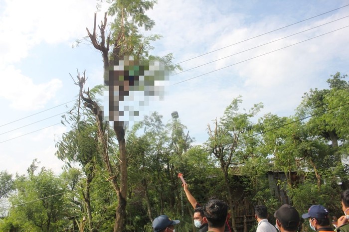 Seorang Petani di Mojokerto Ditemukan Tewas di Atas Pohon Lamtoro