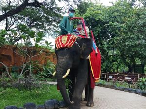 Wisata Tunggang Gajah Bakal Dilarang, Inpres Segera Terbit
