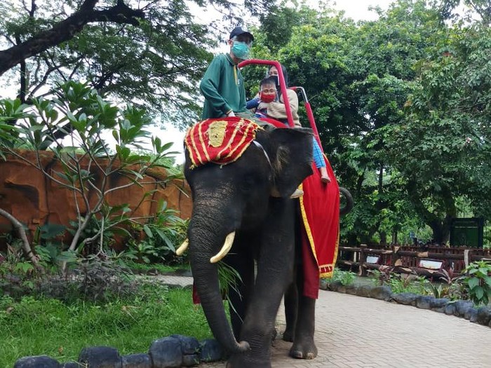 tunggang gajah di kbs