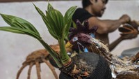 Pembudidaya merawat bonsai pohon kelapa memang tengah digemari saat ini. ANTARA FOTO/Adeng Bustomi.