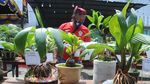Melihat Kontes Bonsai Kelapa di Pamekasan